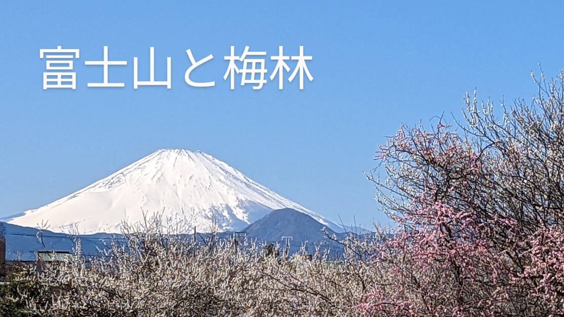 富士山と梅林