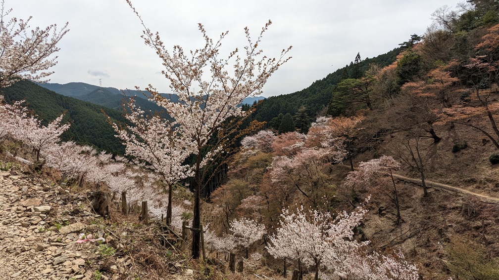 奥千本の桜