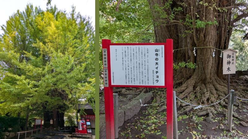 山寺の大イチョウ