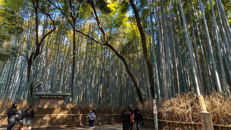 竹林の小径終わり