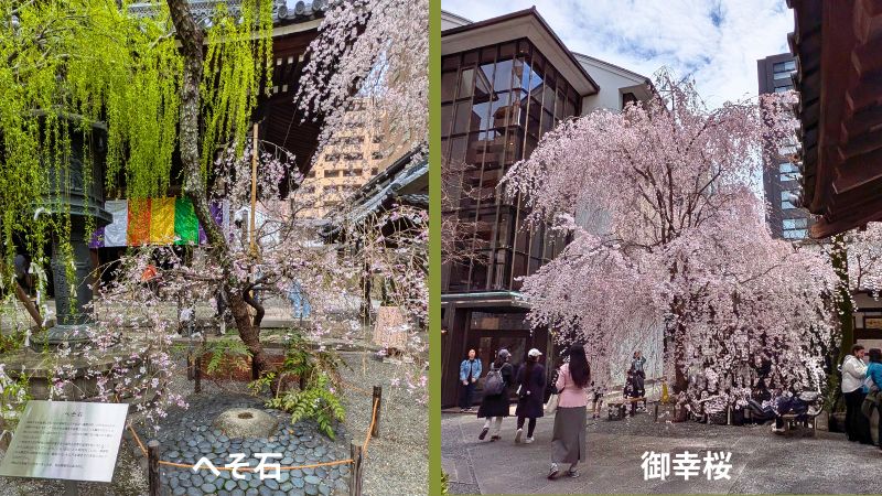 へそ石と御幸桜
