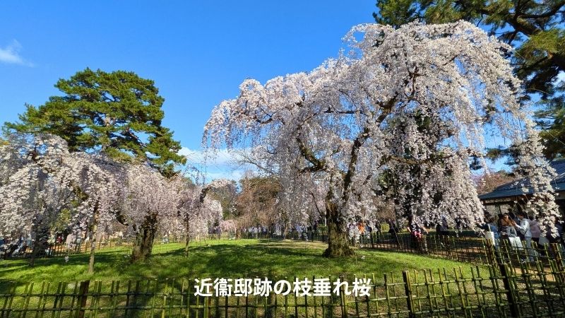 近衛邸跡の枝垂れ桜