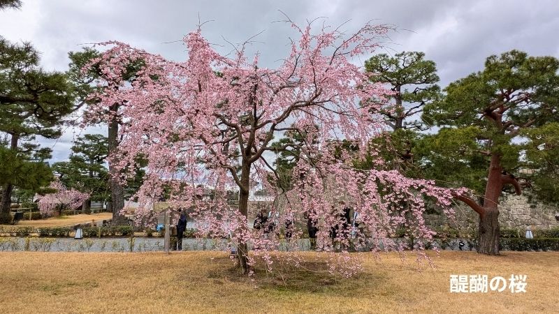 醍醐の桜