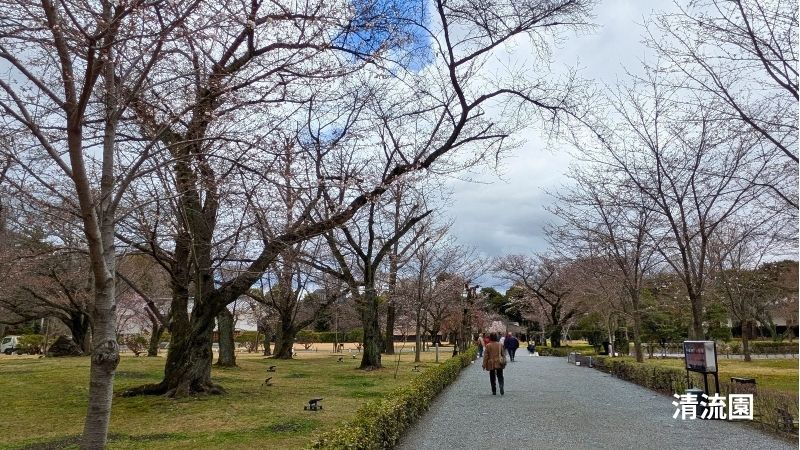 清流園周辺の桜
