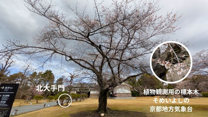 桜の標本木