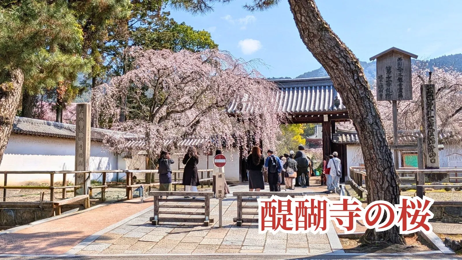 醍醐寺の桜｜醍醐寺総門