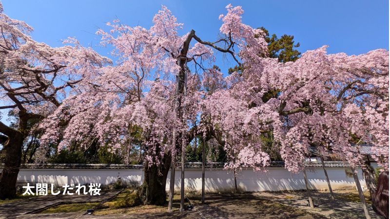 太閤しだれ桜