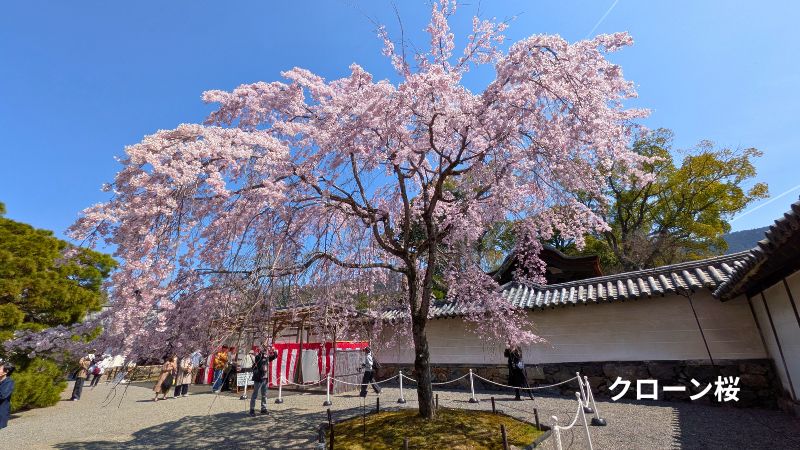 クローン桜