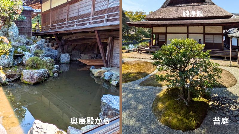 醍醐クローン桜