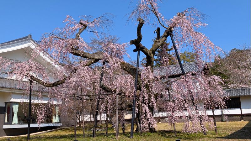 醍醐大しだれ桜
