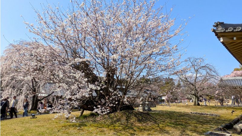 霊宝館エリアの桜