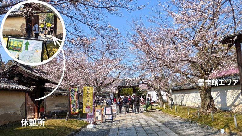桜並木