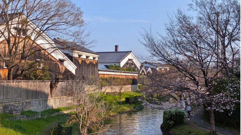 宇治川派流と桜