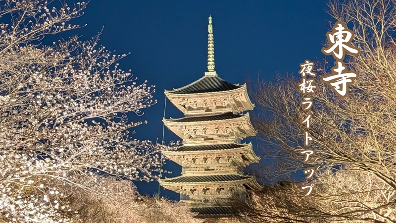 東寺夜桜ライトアップ