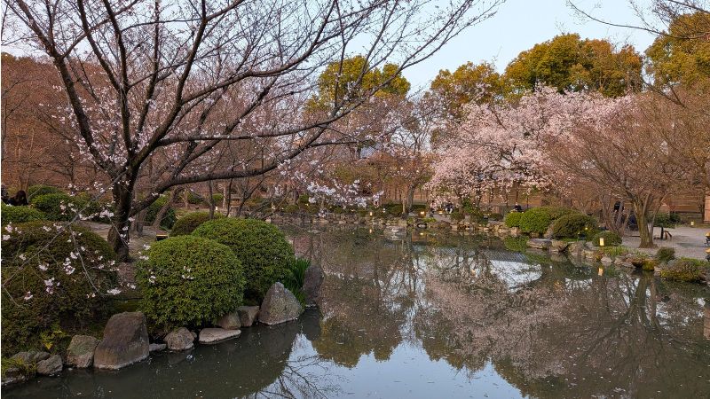 瓢箪池(ひょうたんいけ)と桜