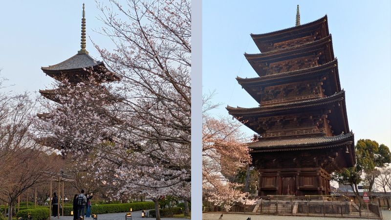 五重塔と桜