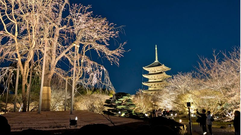 五重塔と不二桜