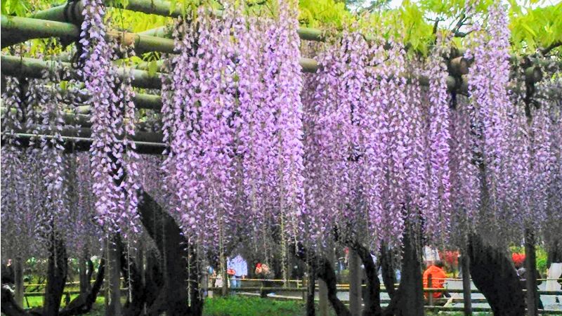 藤の花