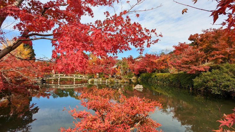 永観堂放生池紅葉