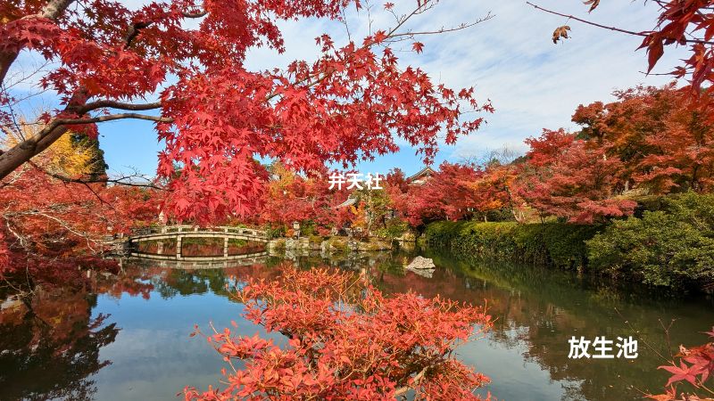 放生池の紅葉