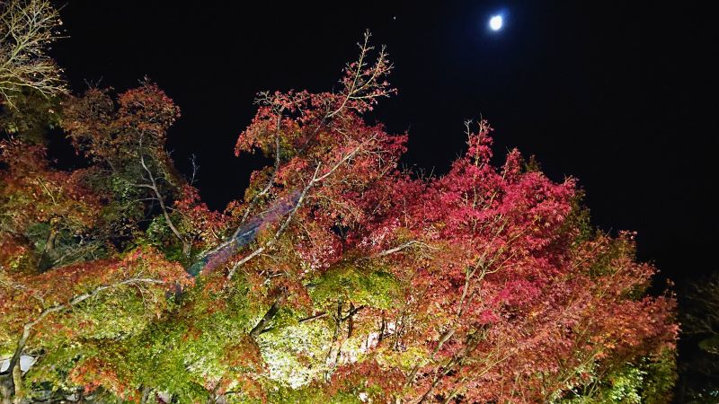 紅葉ライトアップ