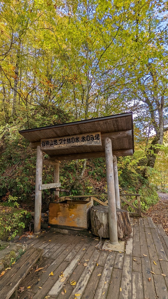 ブナ林の水飲み場