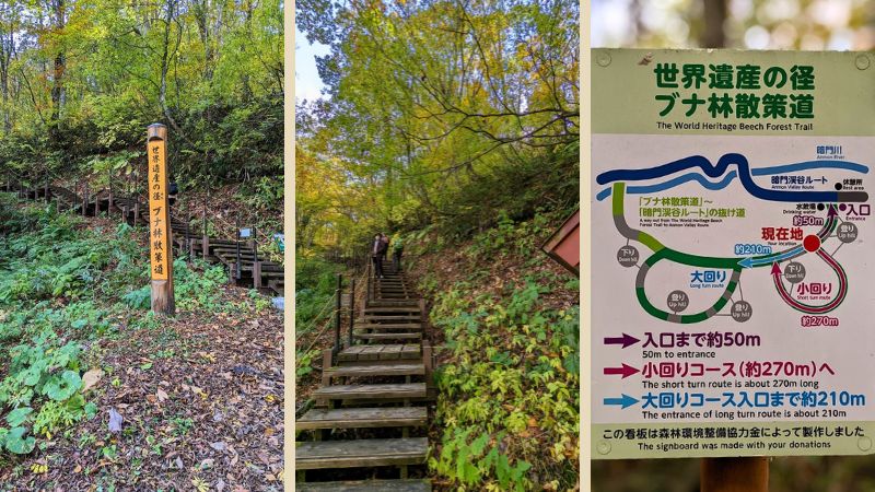 世界遺産の径&nbspブナ林散策道
