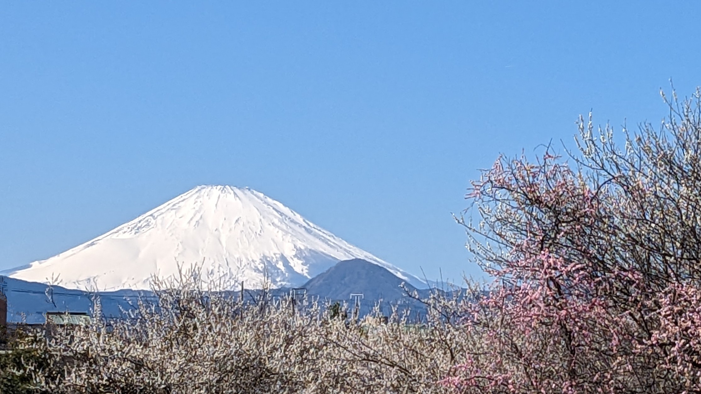 富士山と梅林